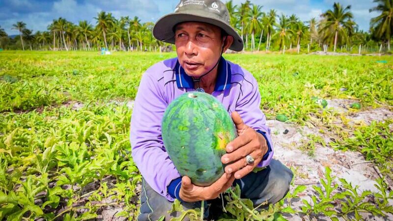 “แตงโมน้ำบ่อ” เปลี่ยนหยาดเหงื่อเป็นเงินแสน จากดินร้าง สู่ทองคำ บนดิน