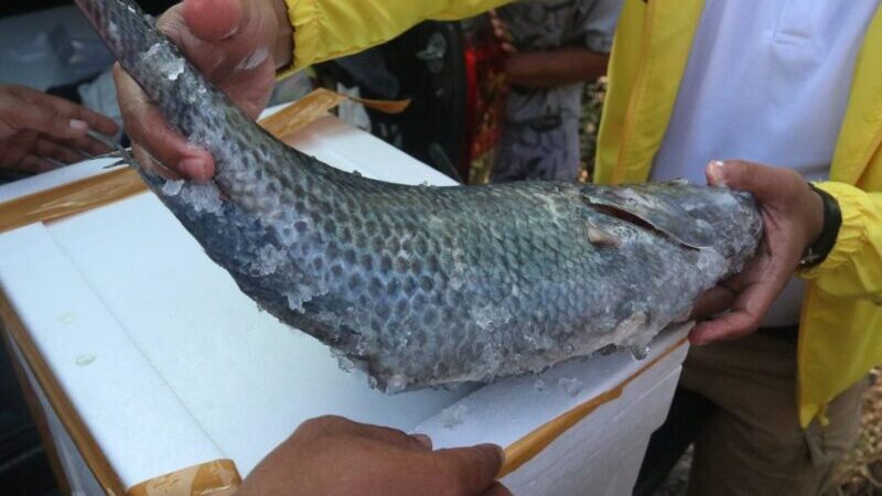 “ปลานิลสายน้ำไหลเบตง” GI ลำดับที่ 6 ยะลา